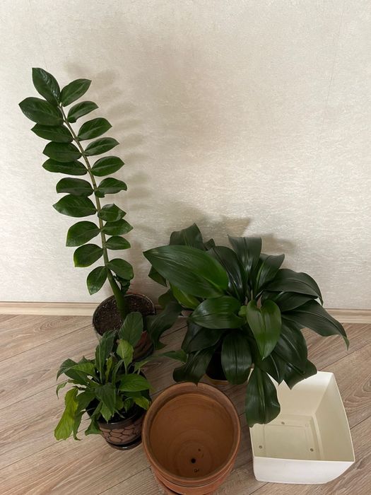 Комнатные цветы и горшки