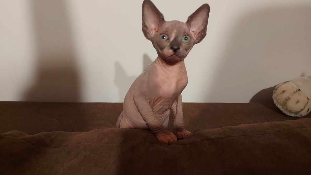 Pisică femelă Sphynx/Sfinx/Sphinx