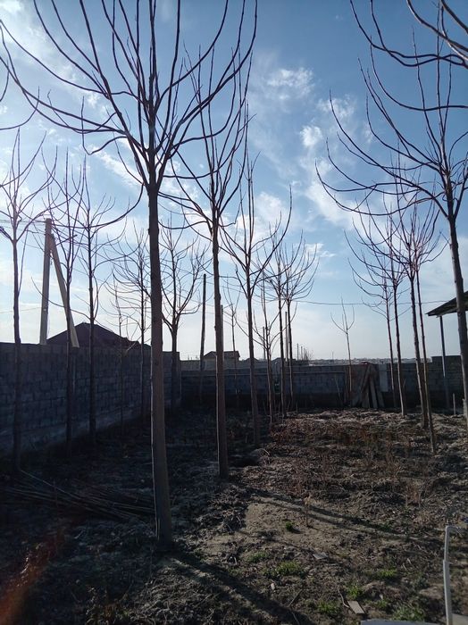 Павловния кошеттеры бар