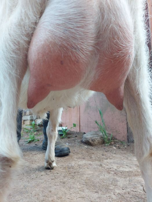 Продам молодых дойных коз.