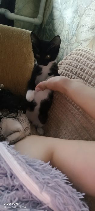 Отдам котенка в добрые руки
