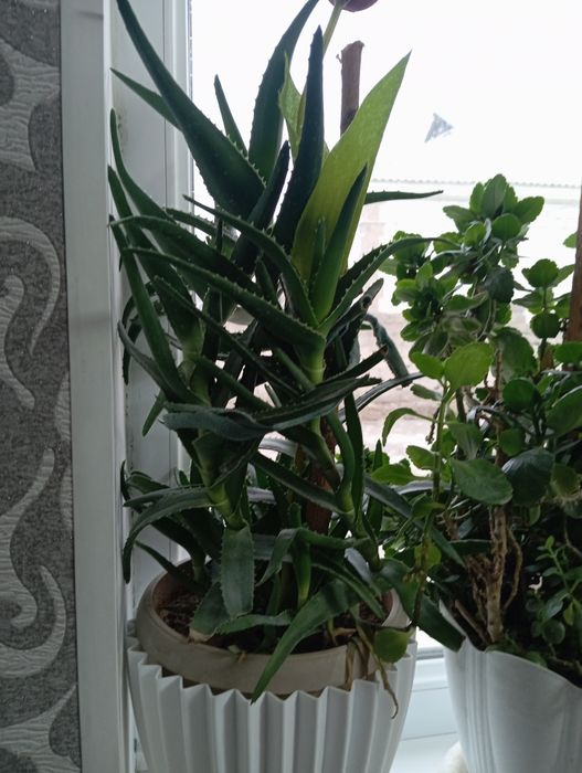 Продаётся алоэ  Шымкент