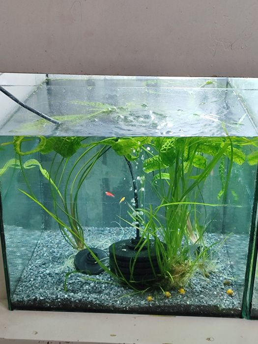 Аквариумы  разные