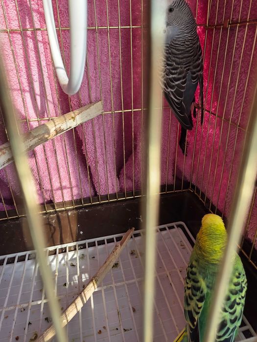 Продам 2х попугайчиков!