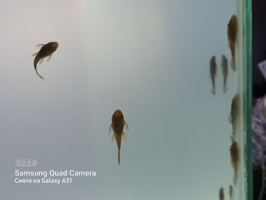 Продаю  анцитрусов.