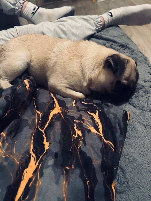 Продадим Мопса мальчик