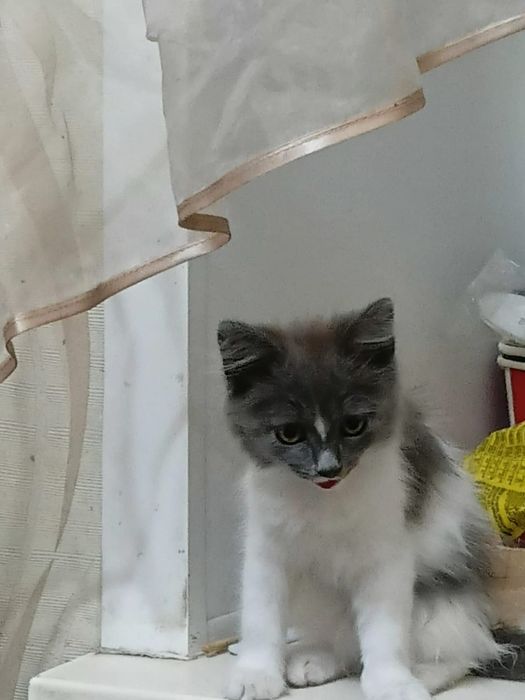 Отдам котенка в добрые руки