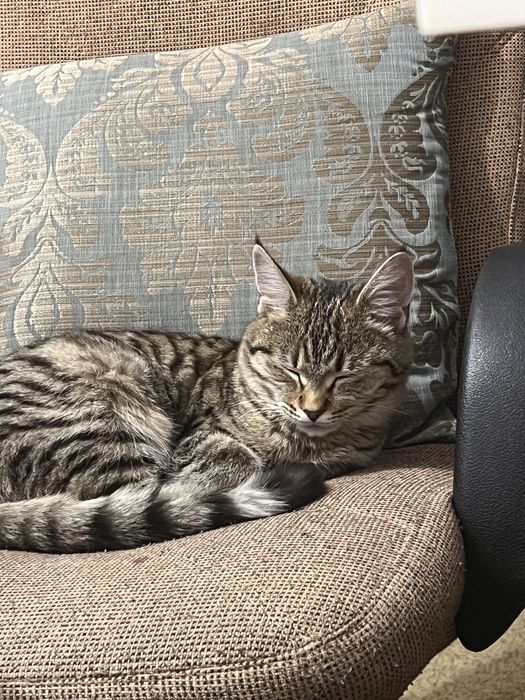 Отдам кошечку в добрые руки