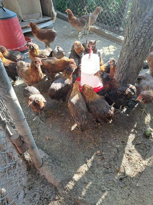 Gaini araucana de vânzare