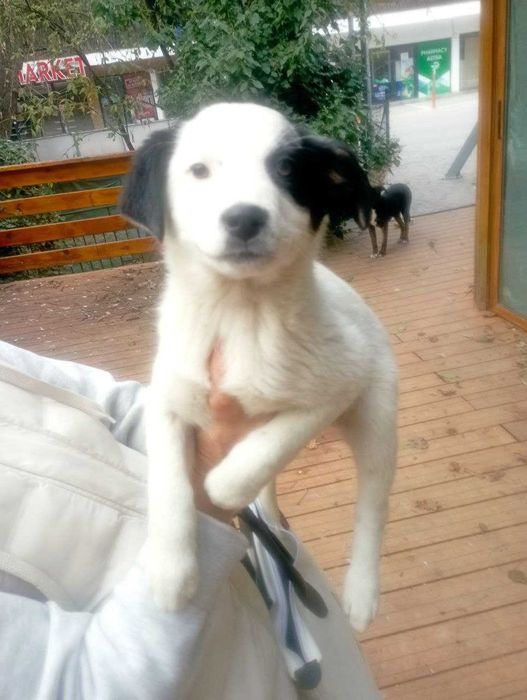 Кученца си търсят дом