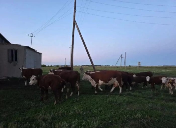Ассалаумагалейкум продам 36 голов