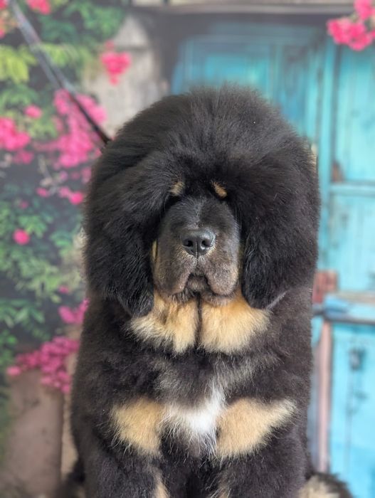 mastiff tibetan caini Animale de companie