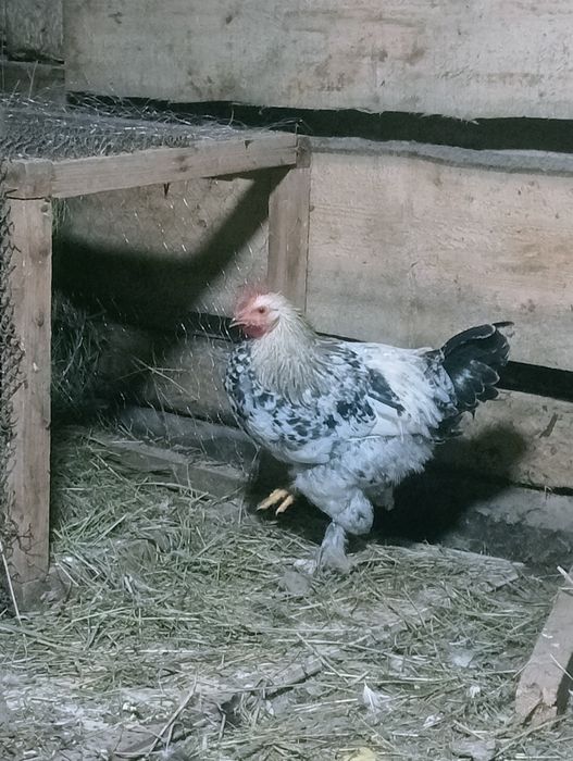 Продаются петушки