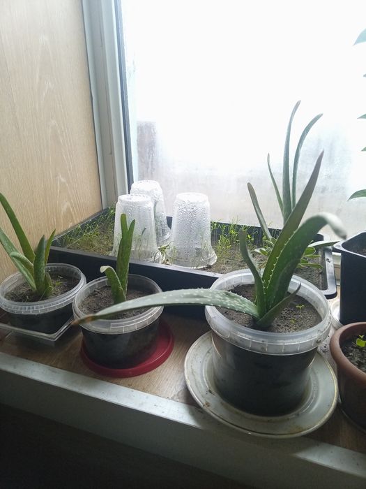 Продам комнатные цветы