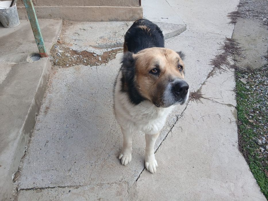 Продается алабай!