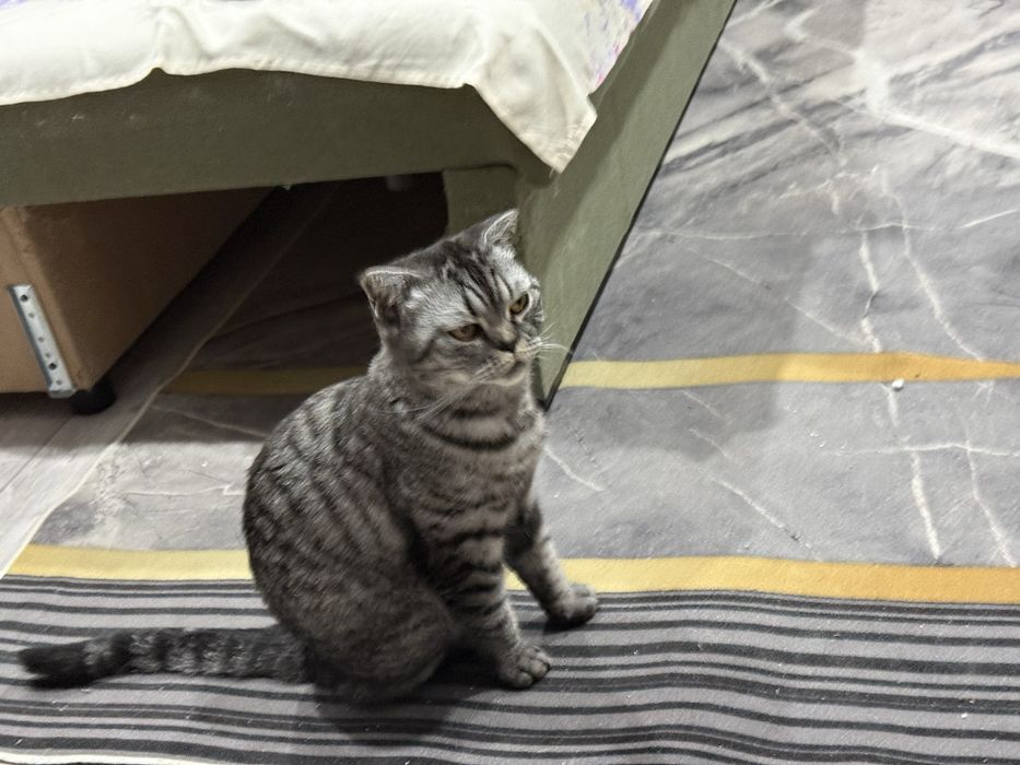 Отдам в хорошие руки