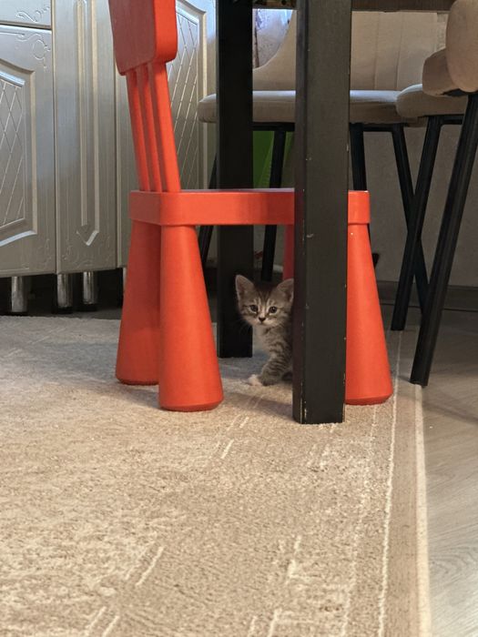 Отдам котят в добрые руки