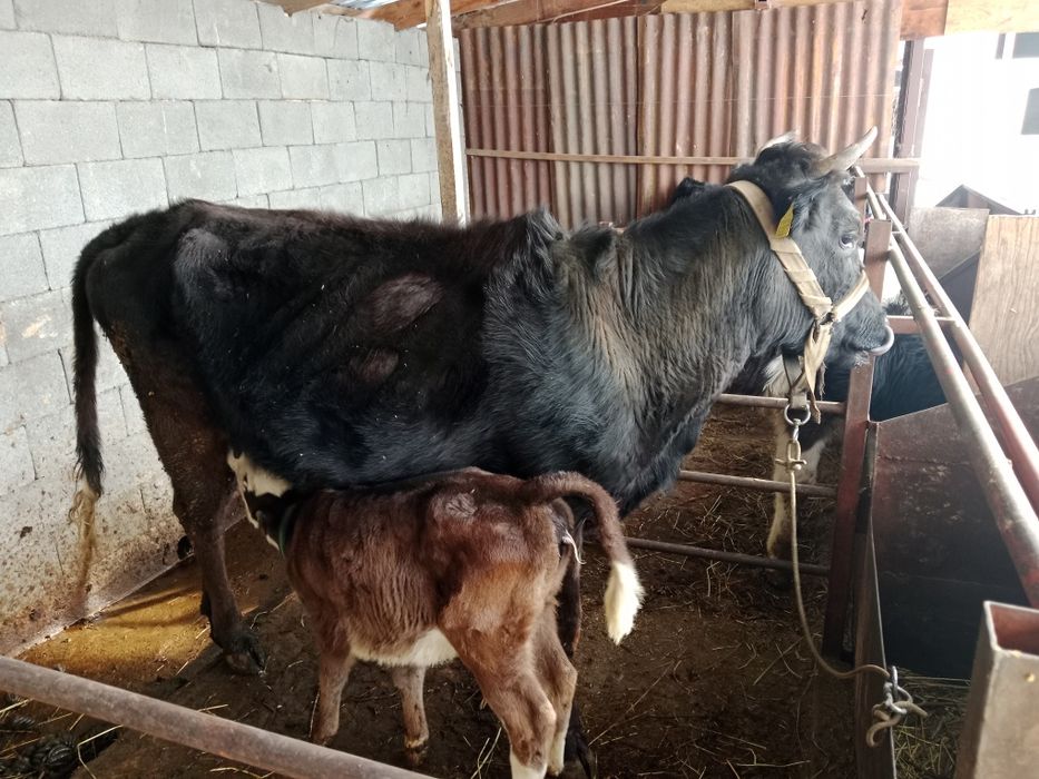 Карова Алатауски парода