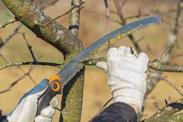 Servicii tundere/ curatare pomi fructiferi