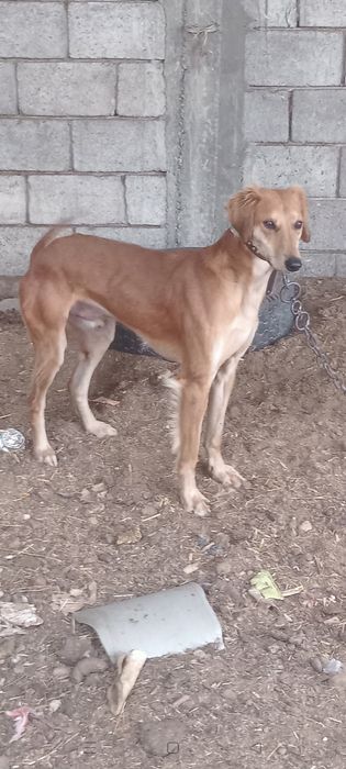 Тазы сатыладыыыы