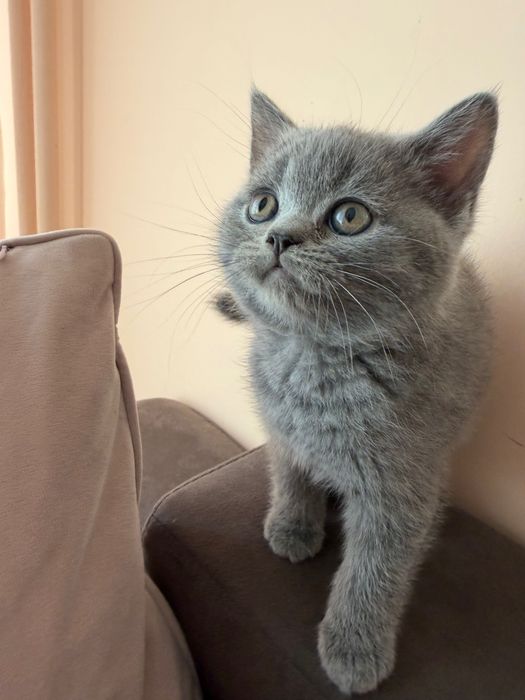 Мъжко коте, сиво британче