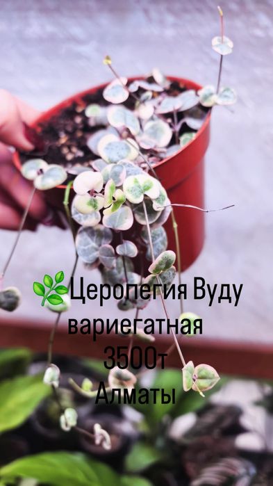 Комнатные растения