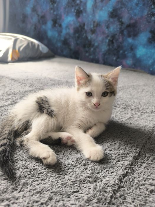 Отдам котенка мальчика