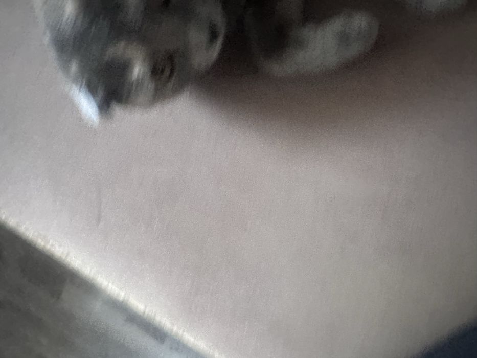Шотландский кошка