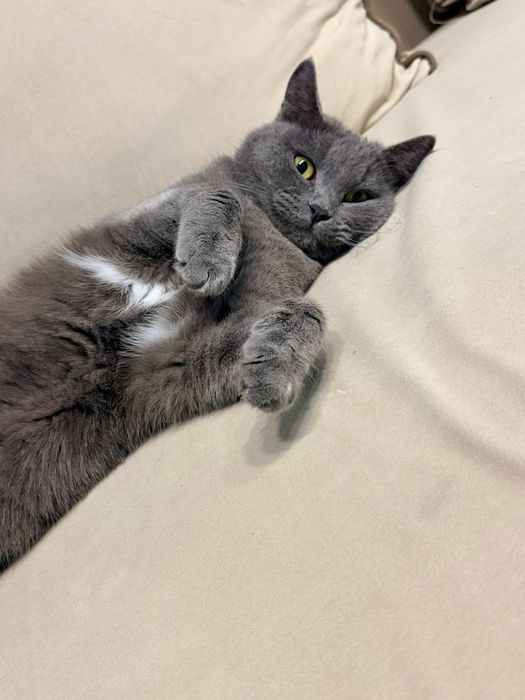 Пропал кот по имени Оскар