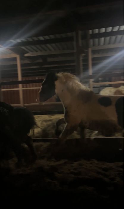 Жеребец   (Ала)