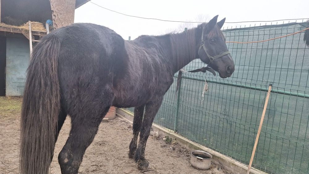 vând sau scimb cal castrat 5 ani