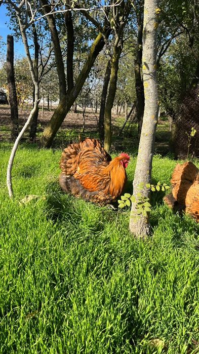 Oua Orpington de vânzare