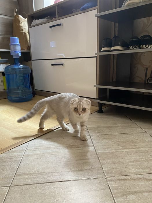 Кошка породистая