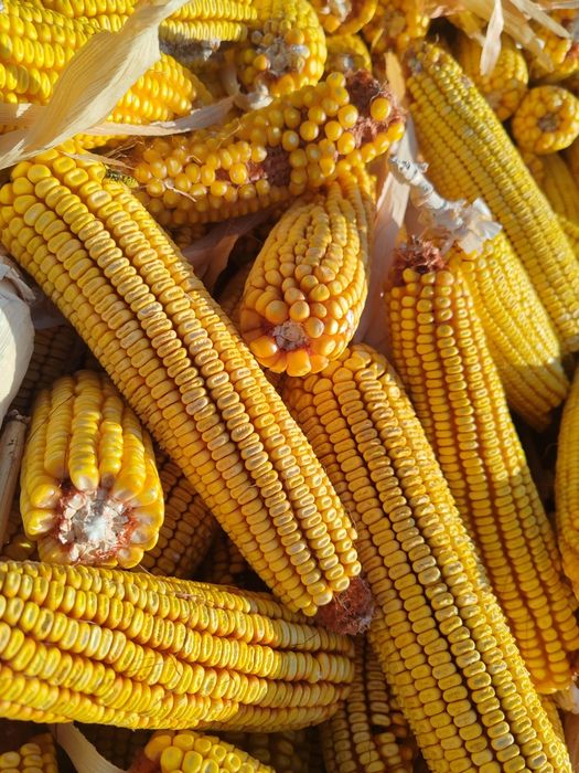 Продам кукурузу этого года