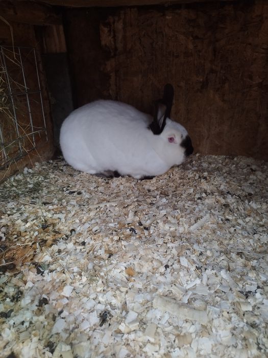 Pereche californian de vânzare