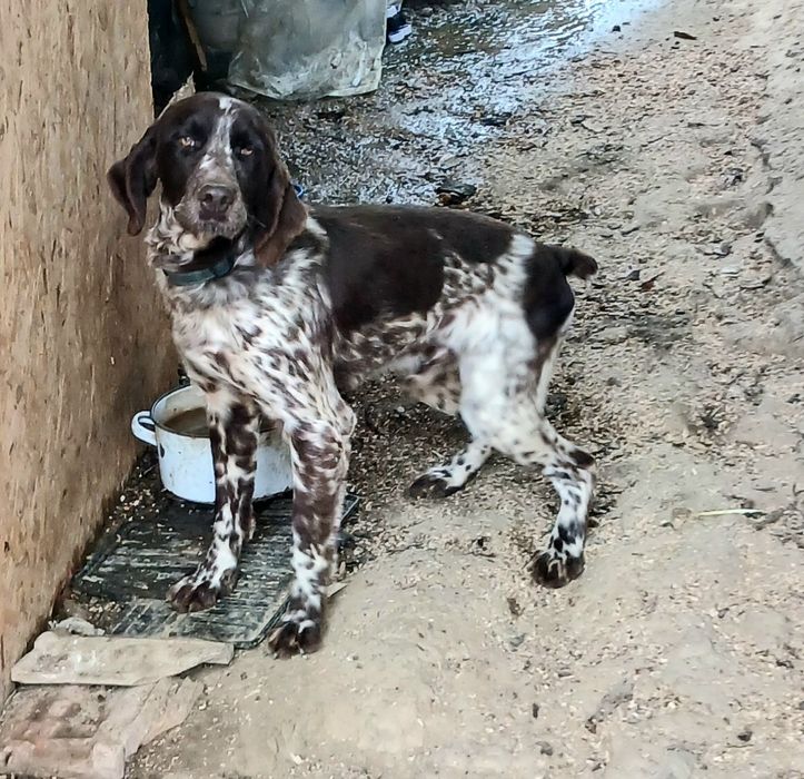 Кученца за трюфели