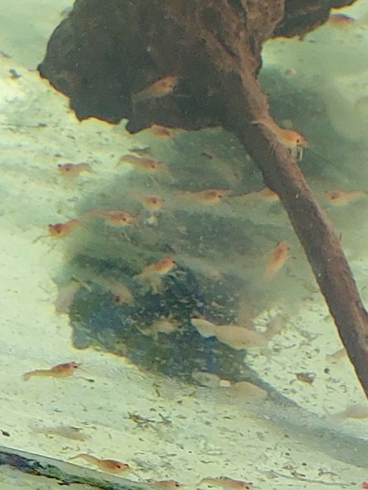 Флоридский красный рак