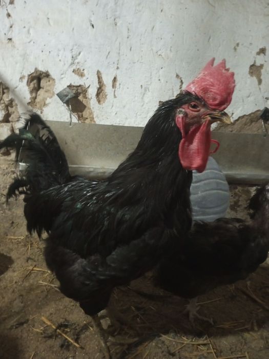 Черный петушок..