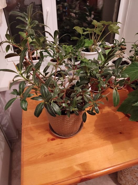 Комнатные цветы Продам