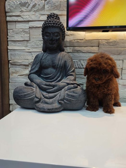 Пудел Той/Poodle Toy