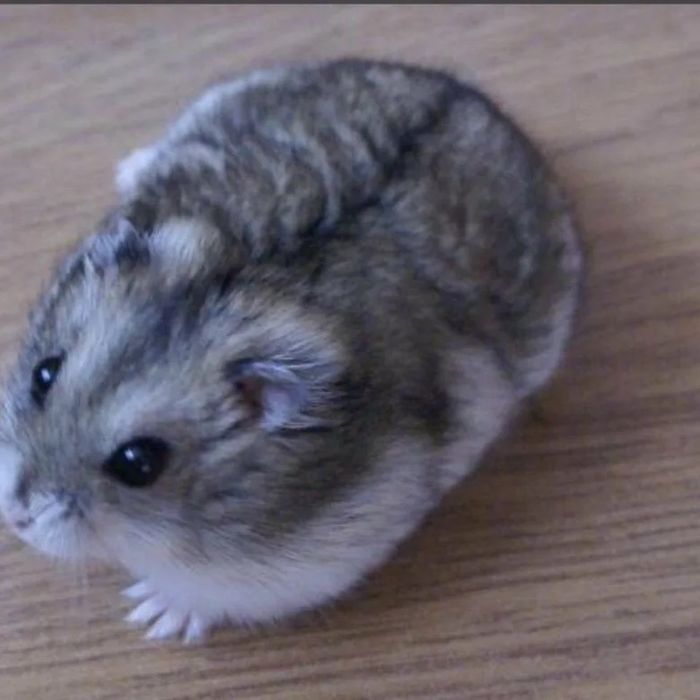 Хомячки джунгарские