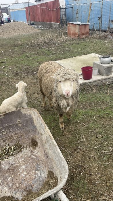 Қойлар сатылады, қозысымен бірге