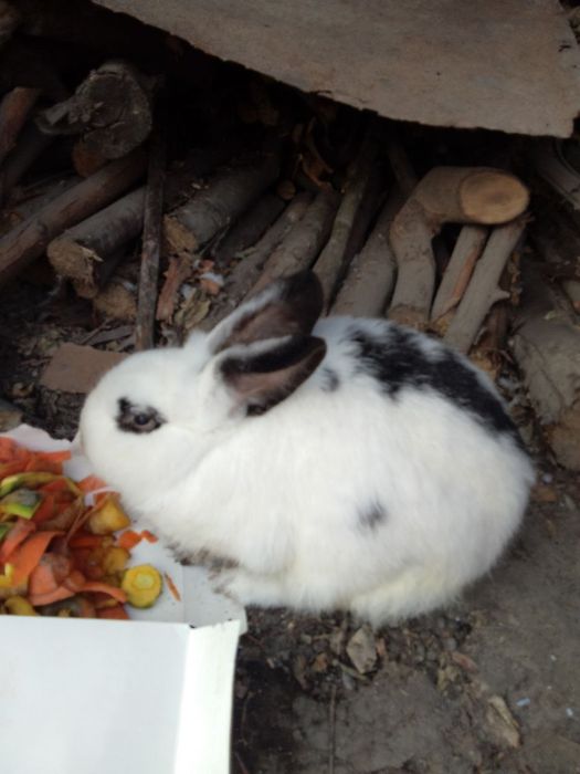 Bir juft quyon sotiladi