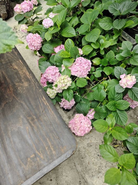 Hortensie de vânzare