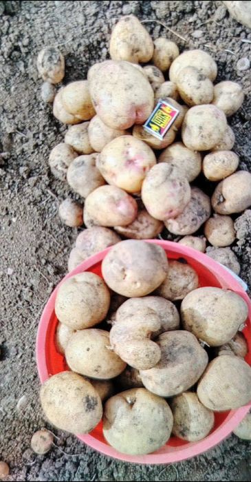 Продам картофель