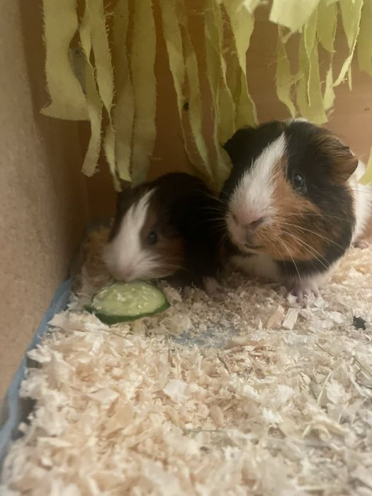 Морска свинче малка и голяма