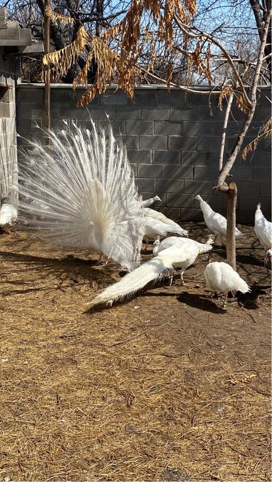 Молодые павлины белые павлин