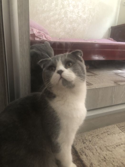 Scottish fold mushuk