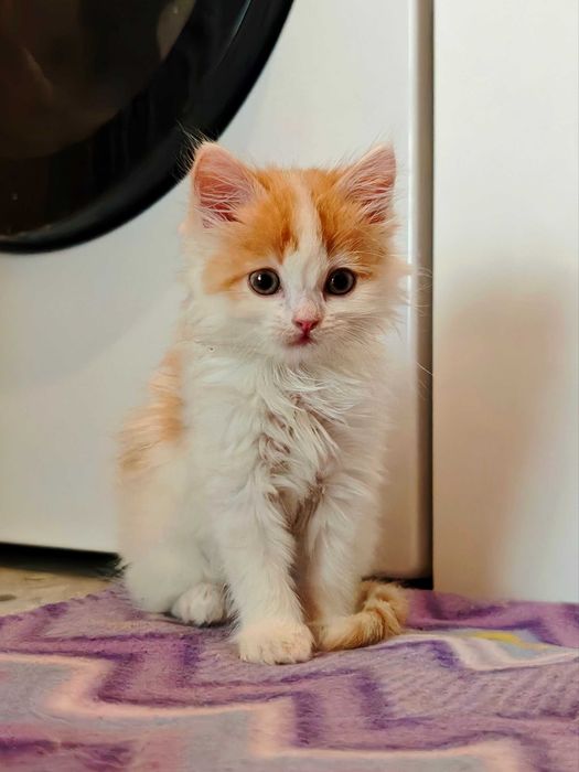 Рыжий котенок ищет дом, мальчик.