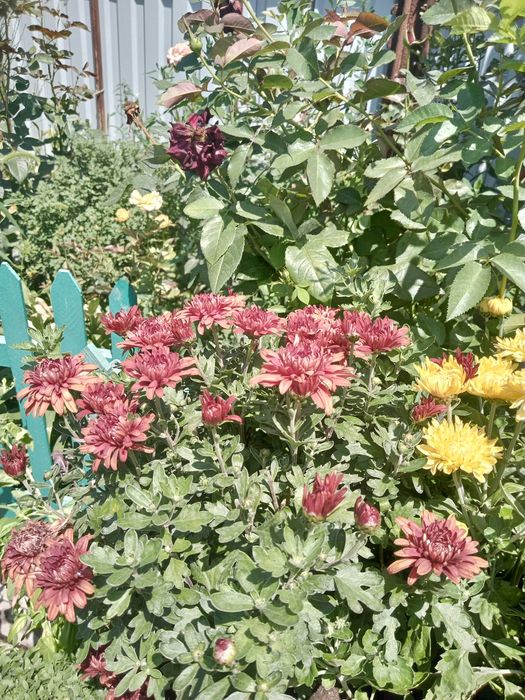 Хризантема мультифлора и корейская.